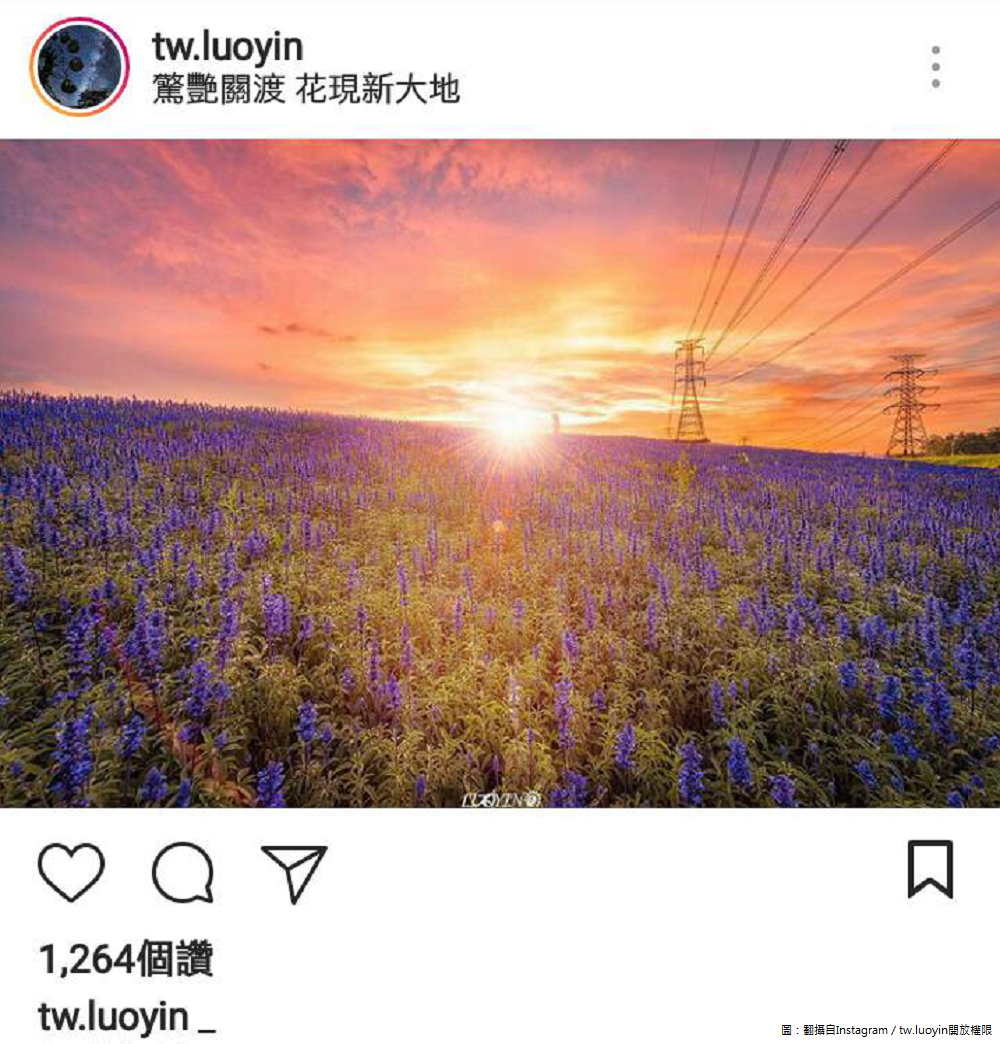 這張夕陽配上花海的美景，就在關渡花海。 圖：翻攝自Instagram／tw.luoyin開放權限