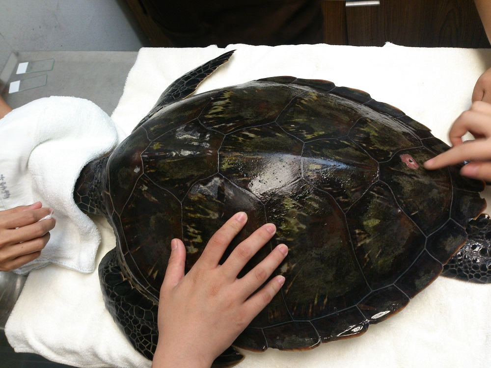 海龜「索隆」送來台大動物醫院時，部分背甲有藻類覆蓋，剛送來時精神尚可，外觀、神經反射及換氣情形大致正常，但食慾不佳的狀況。 圖：新北市動保處提供