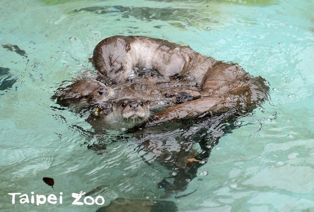 今年世界水獺日為5月30日，但在世界水獺日之前，台北市動物園將在本周六(26日)，為成功繁殖的2隻歐亞水獺寶寶辦理「歐亞水獺-長長99」的保育教育推廣活動。 圖：台北市動物園提供