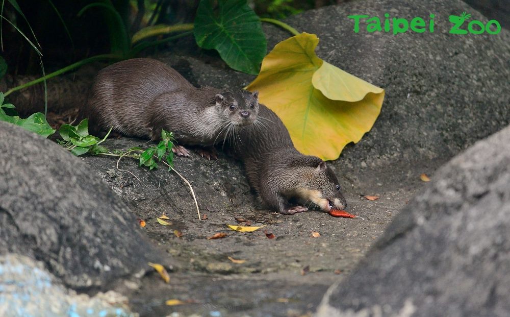 今年(107)年初與「小金」配對的「金莎」順利產下2隻寶寶，是動物園首度成功繁殖歐亞水獺，也為歐亞水獺的整合保育跨出重要的第一步！ 圖：台北市動物園提供