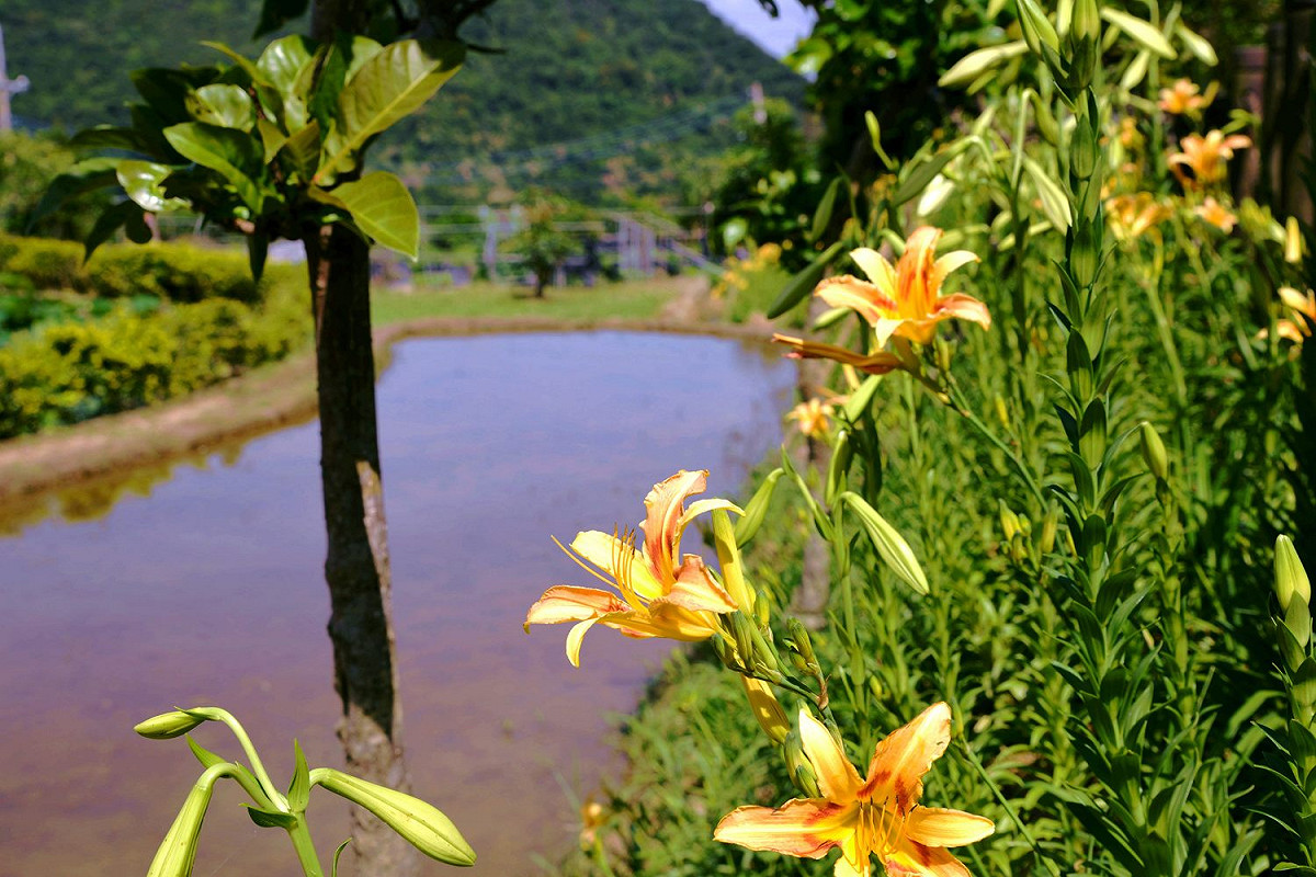 立夏一過就進入百合花盛開的季節，位在內湖白石湖地區非常適合百合花生長，傳出陣陣花香！ 圖：台北市工務局提供