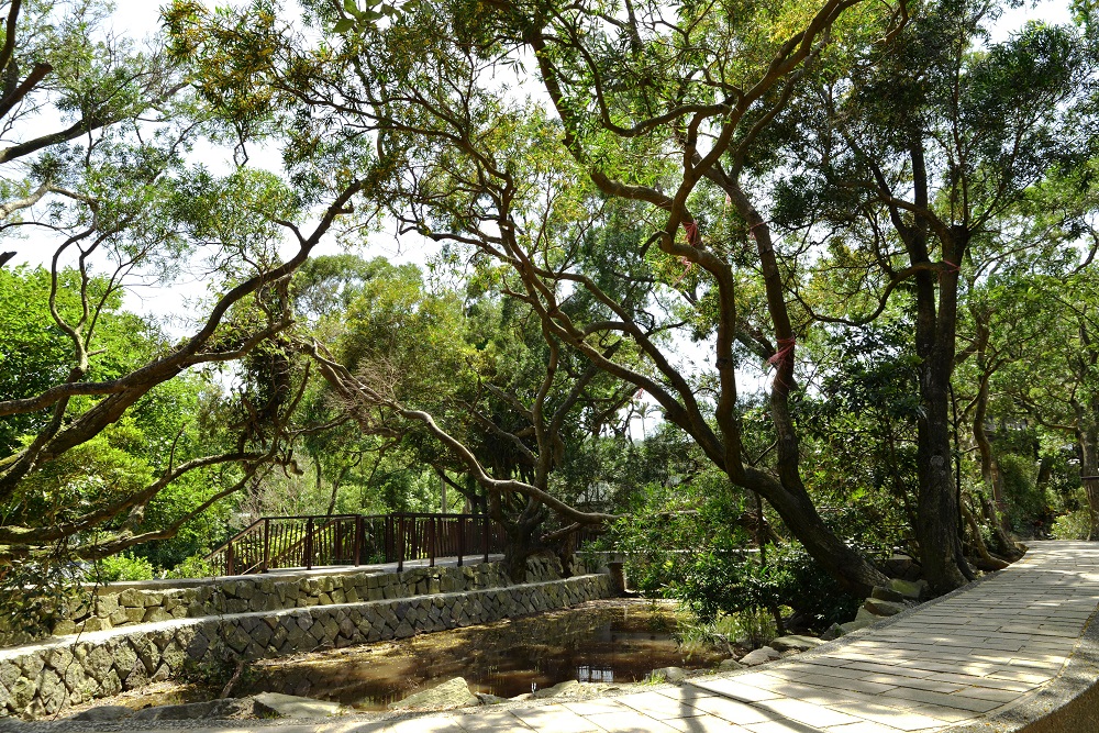 白石湖吊橋走去，放眼盡是五指山系的原始森林，穿越春秋步道來到古錐埤、同心池畔，沿途除了花景還可享受慢活五感的樂趣。 圖：台北市工務局提供