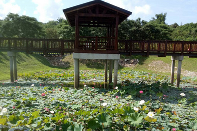 國定古蹟「原台南水道」淨水池區的荷花池近日進入花期，搭配園區內的特色建築，成為民眾相互介紹的賞荷秘境。 圖 : 台南市文化局/提供