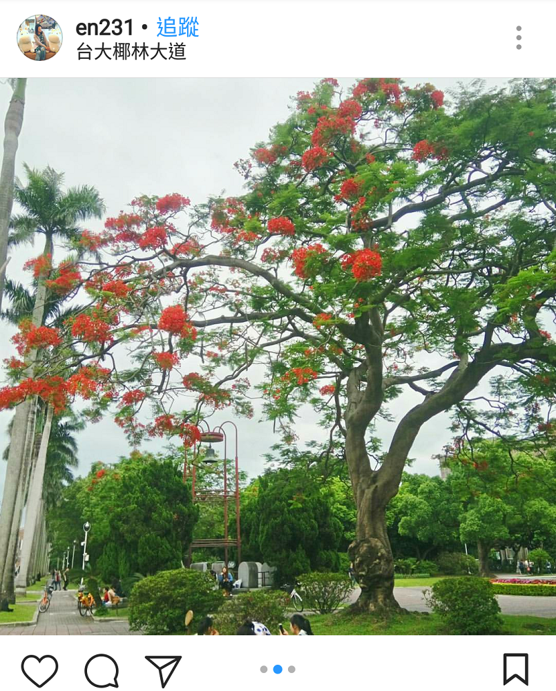 台灣最高學府的台灣大學，也火紅鳳凰花盛開的景象，搭配校園莘莘學子們的氛圍，成為許多北台灣畢業生拍攝畢業拍照的首選之一！ 圖：翻攝自instrgram／en231 開放權限