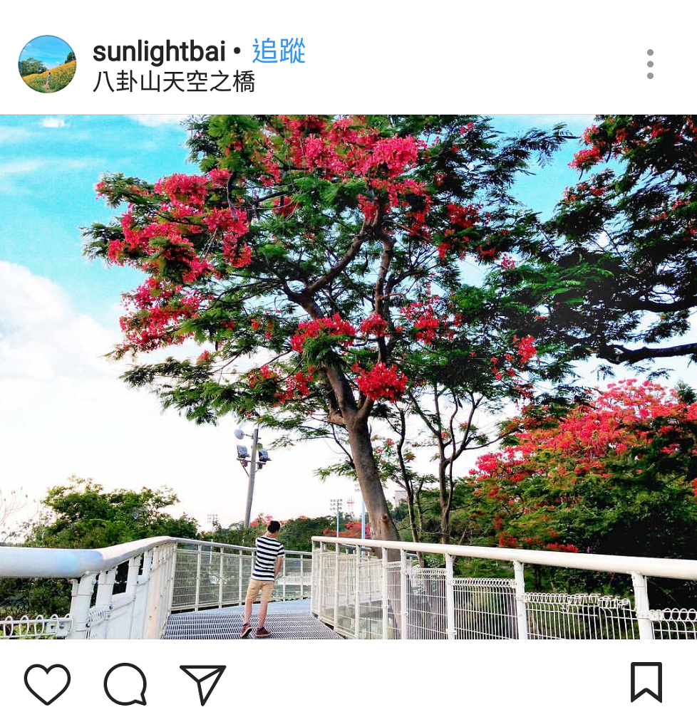 位在八卦山中，全長1005公尺的天空之橋，其中有一段路貫穿鳳凰花林。 圖：翻攝自instrgram／sunlightbai 開放權限