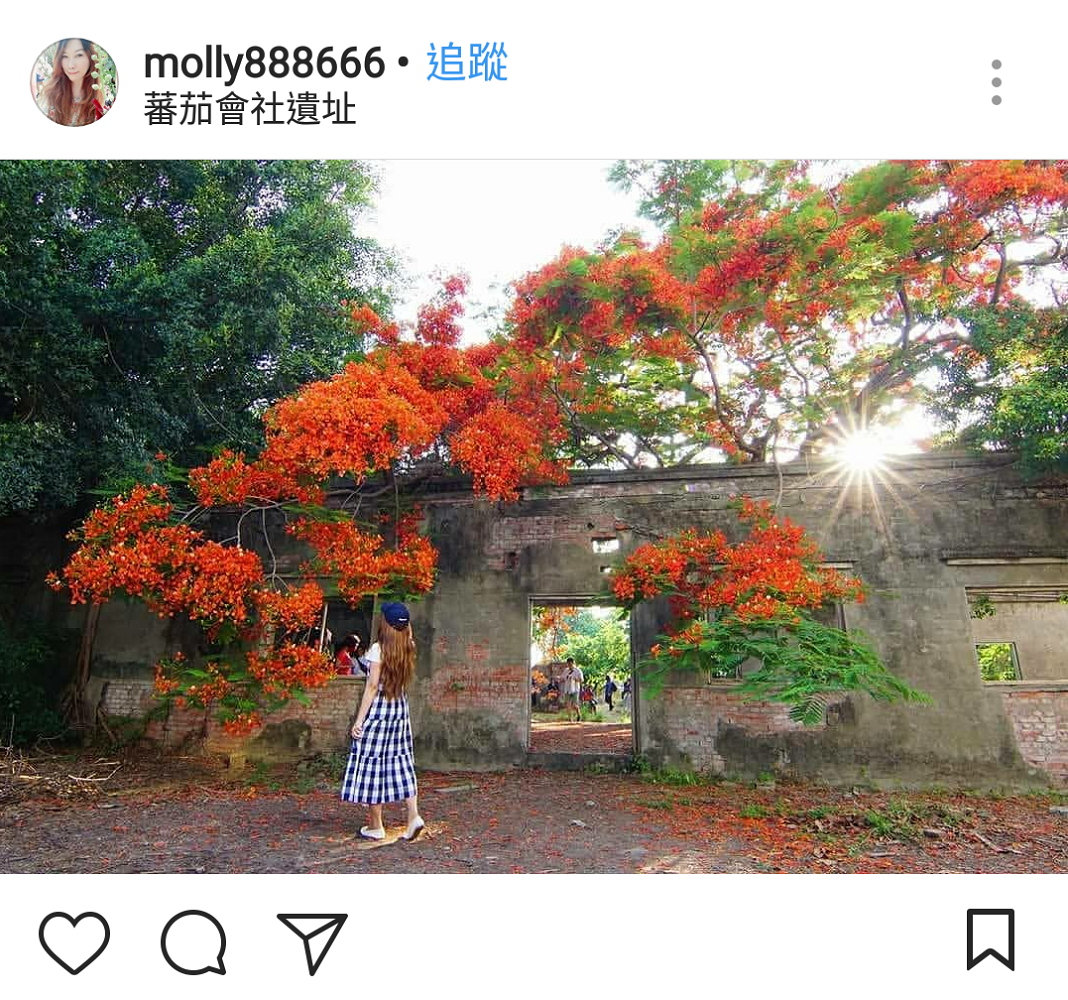高雄有一處廢墟滄桑風格的的建築，同樣有大片鳳凰花開，原是日治時期的番茄罐頭加工廠，廢棄後意外成為當地熱門打卡點，在鳳凰花季時許多網美必拍景點！ 圖：翻攝自instrgram／molly888666開放權限