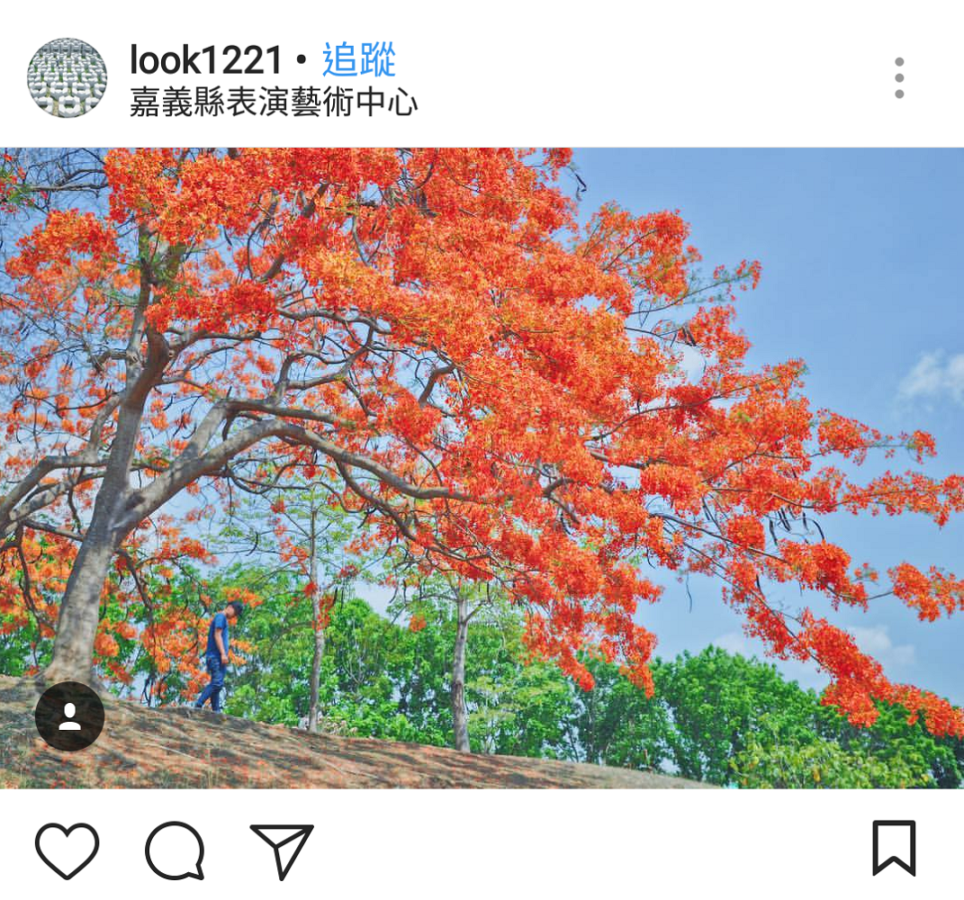 嘉義民雄的藝術中心內，同樣也有一處在邊坡的鳳凰花火紅的盛開。 圖：翻攝自instrgram／look1221開放權限