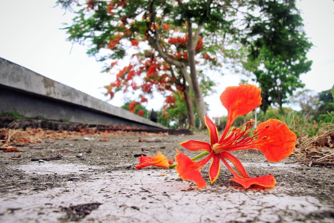 畢業季正是火紅鳳凰花的花季，艷麗的火紅花色，猶如象徵人生即將邁向下一個里程碑那麼壯麗，鼓勵大家要更熱情迎接下一個挑戰來臨！ 圖：翻攝自instrgram／hyj.tw開放權限