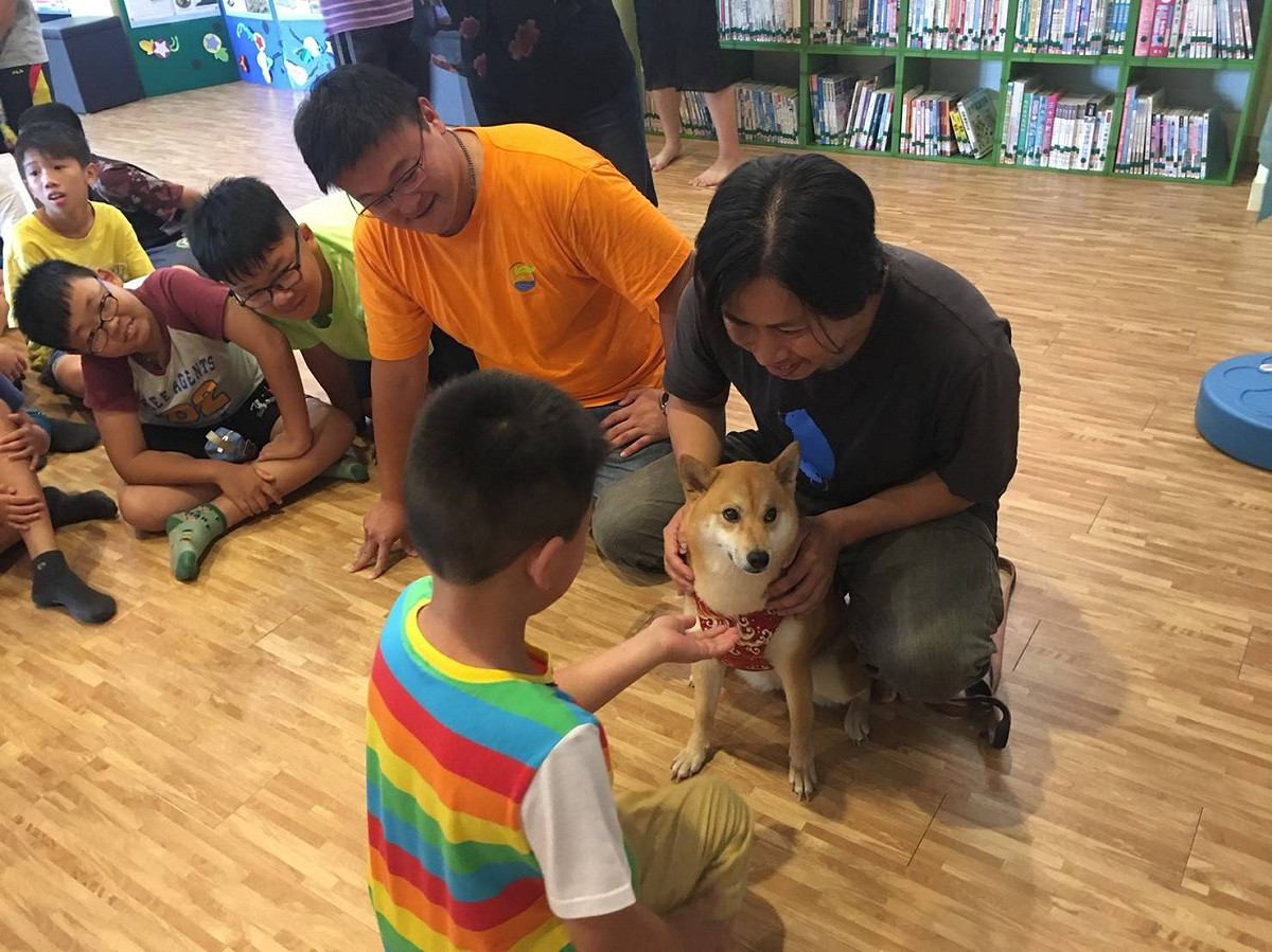 網路人氣柴犬「小米」第一次來到甲安埔，與國小師生們互動。 圖 : 施志昌/提供