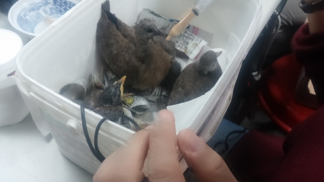 哺餵幼雛需以餵食管注入鳥飼料泥。 圖：新北市政府／提供