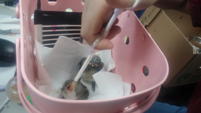 哺餵幼雛需以餵食管注入鳥飼料泥。 圖：新北市政府／提供