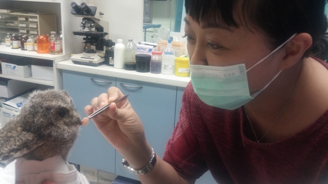 餵食領角鴞鵯幼雛。 圖：新北市政府／提供