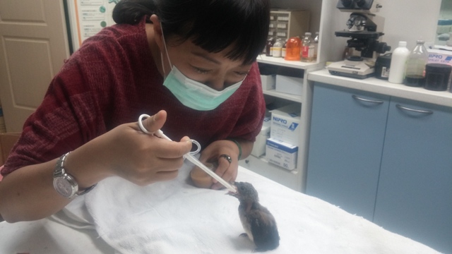 餵食紅嘴黑幼雛。 圖：新北市政府／提供