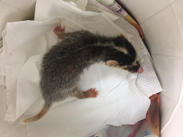 醫療中心獸醫師及動保員悉心照料下每個小生命，圖為鼬獾幼獸。 圖：新北市政府／提供