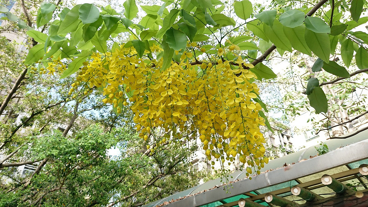 夏天新北市的街頭，抬頭就可已發現隨風起舞的阿勃勒正值花期，像灑下黃金色的雨，所以又俗稱「黃金雨」。 圖：新北市農業局提供