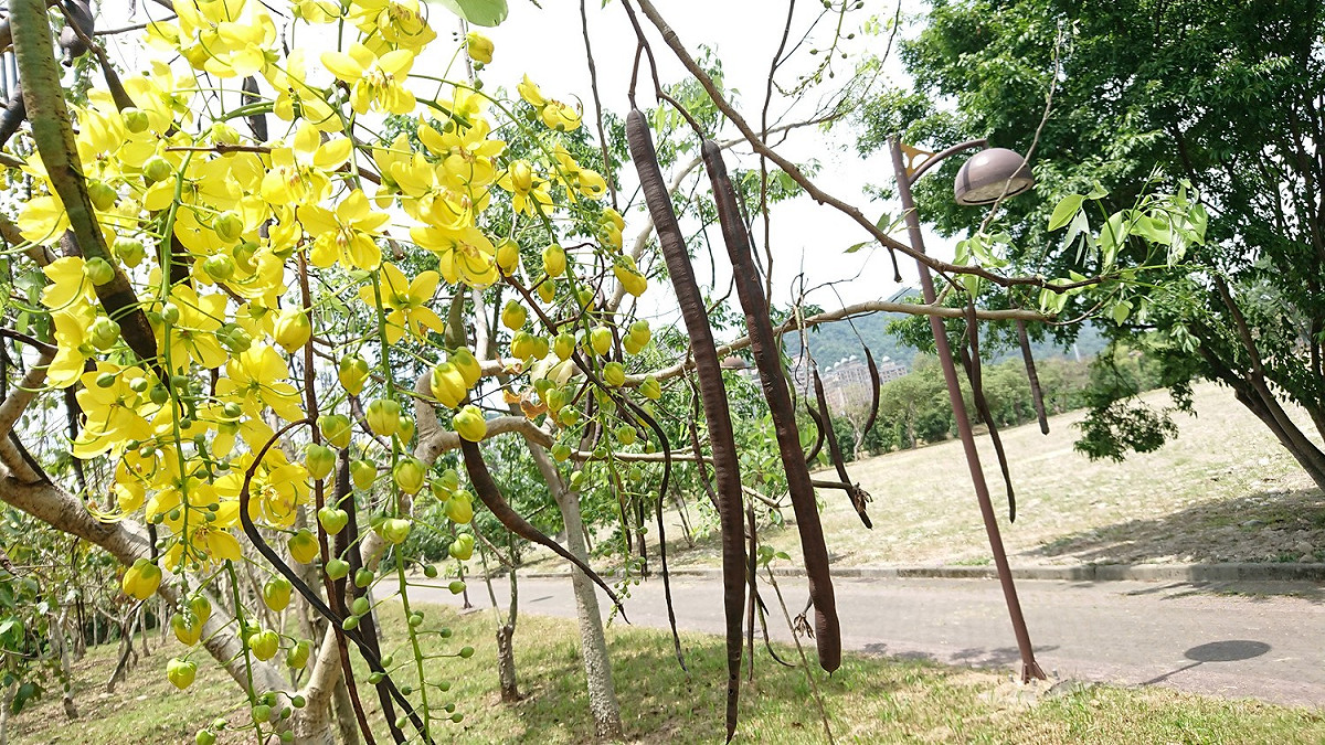 喜歡阿勃勒的朋友，可以在新北的蘆洲區的仁愛廣場、尼加拉瓜公園、三峽區的台北大學校內、板橋區崑崙公園、永和仁愛公園、三重區三信路、五谷王北街與板橋區民生路二段這7個地方都有阿勃勒的蹤跡。 圖：新北市農業局提供