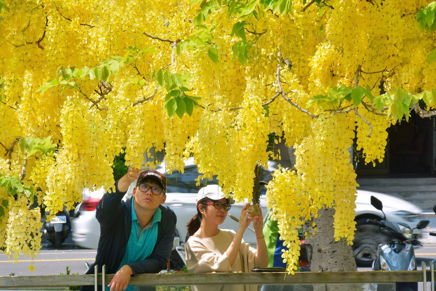 阿勃勒適應高雄風土性佳，每到6月盛花期，總是璀璨耀眼。 圖：高雄市政府／提供
