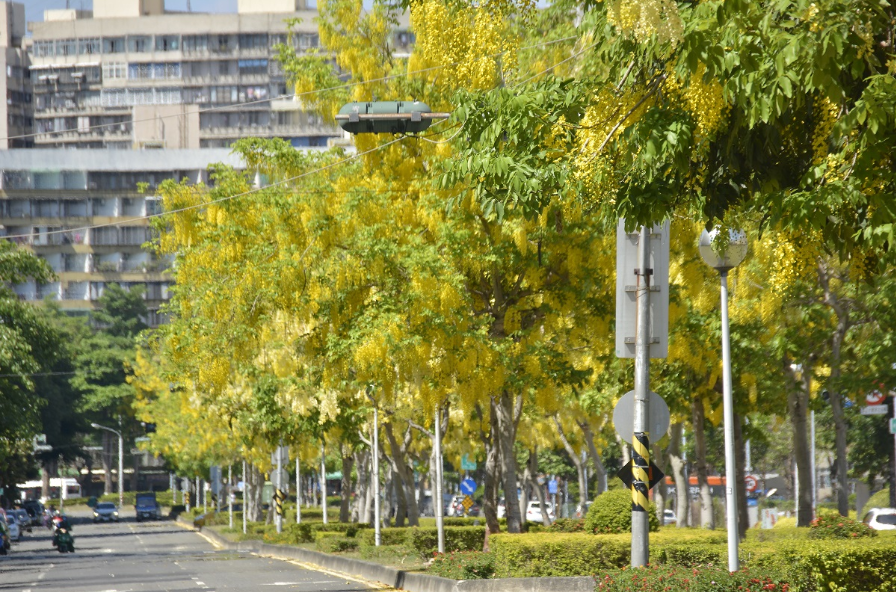 當春夏之際，在高雄的各角落灑滿熱情奔放的阿勃勒。 圖：高雄市政府／提供