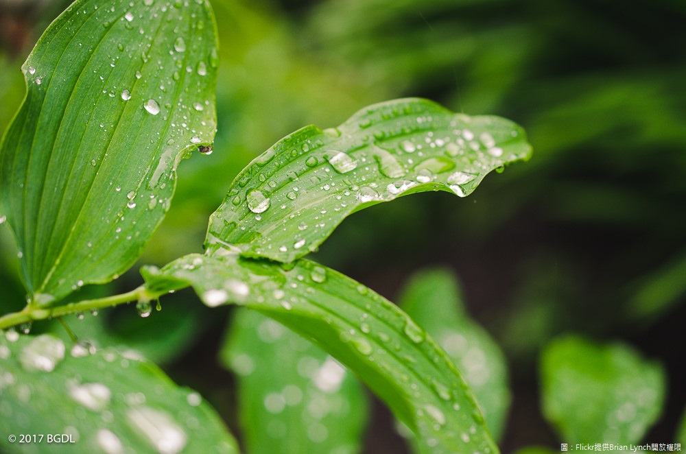 今(10)天持續受到低壓帶影響，各地降雨機率偏高，並有局部大雨發生的機率，不過沒有雨的時候仍會感覺悶熱。 圖：翻攝自Flickr／Brian Lynch開放權限