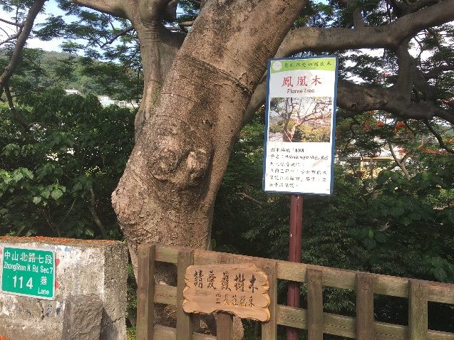 位於士林區東和公園內的「保護老樹編號888」鳳凰木也不惶多讓，開出紅艷花朵。 圖：台北市工務局／提供