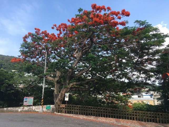 台北市的鳳凰木已經陸續開花，其中77歲的東和公園「保護老樹編號888」鳳凰木也開出燦爛花朵。 圖：台北市工務局／提供