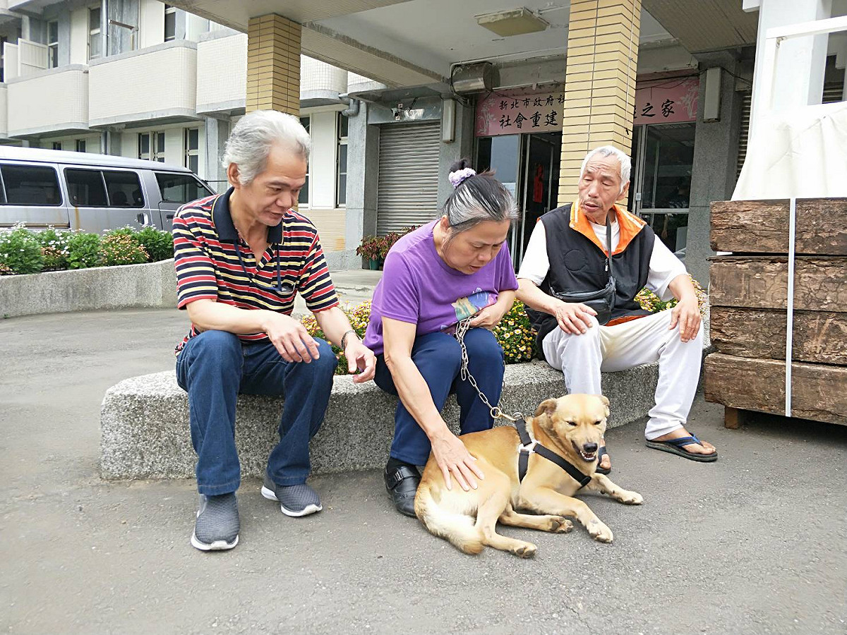 陪伴犬「小黃」平常不只是陪伴長者們，每天都會定時出去繞山巡邏，甚至會護送重建中心裡的人出去搭車。 圖：新北市政府／提供