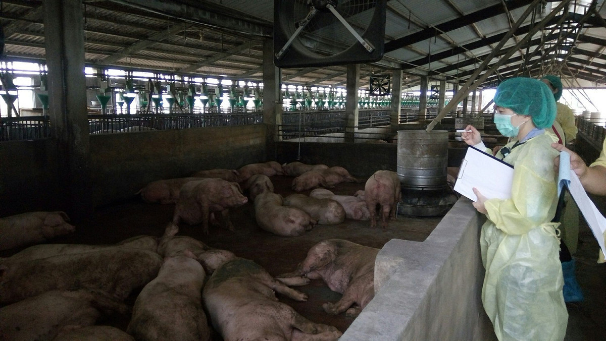 中國大陸有高達3成透過廚餘傳染，且感染後死亡率近100%，因此強化廚餘管理至關重要。 圖：高雄市衛生局／提供 (資料照片)
