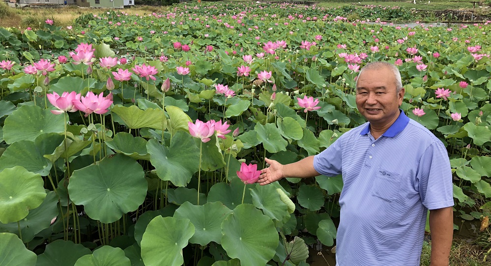 新北市淡水、金山、雙溪、三峽、三芝等5處賞荷後花園，花期預計到7月，喜歡荷花的朋友把握花季及連假，賞荷去吧！ 圖：新北市政府提供