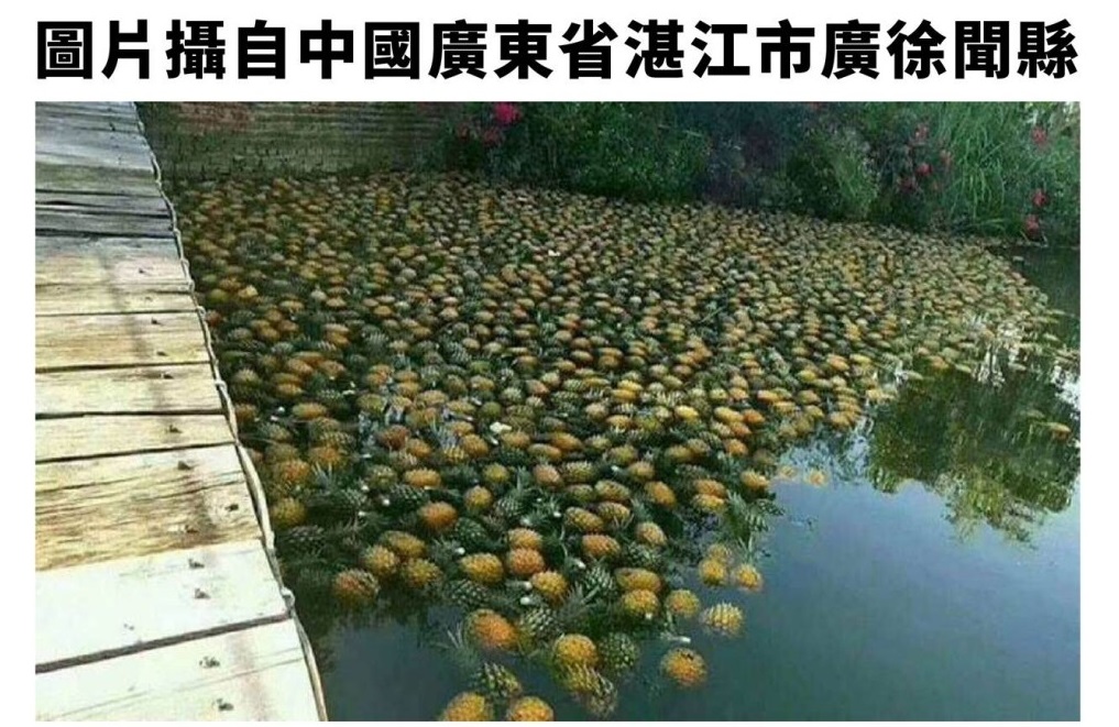 這張照片被打上「台南鳳梨丟棄電視不敢報導」的文字，並在台灣網路社群被大量散發，但事實是來自中國廣東湛江。 圖：農委會提供
