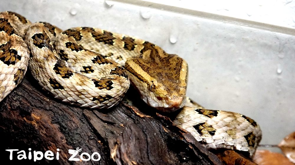 這次「五毒特展」展出的動物包括龜殼花、帝王蠍、黑眶蟾蜍、少棘蜈蚣、大壁虎和墨西哥紅膝頭捕鳥蛛，這些動物在食物鏈中，都是屬於中上層的消費者。 圖：台北市動物園提供
