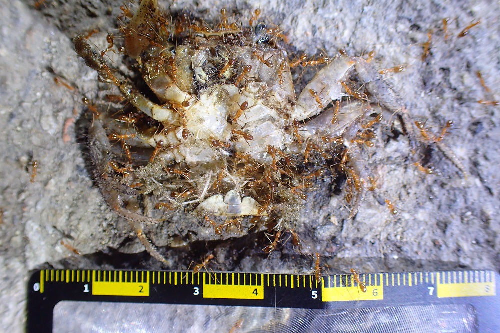 近來高美濕地旁海堤與周遭農田出現外來種黃瘋蟻，危害海堤邊的路蟹，造成路蟹無法覓食，而漸漸喪失生存能力步入死亡。 圖：台中市農業局提供