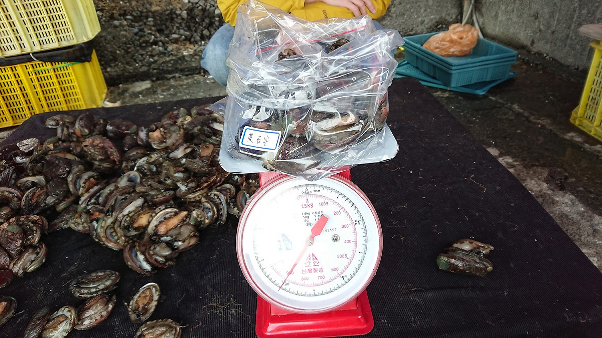 在端午節前抽驗達上市體型水產品，包括鮑魚7件、九孔15件、鱒魚2件、鱸魚3件及鱘龍魚4件等計31件水產品。 圖：新北市政府／提供