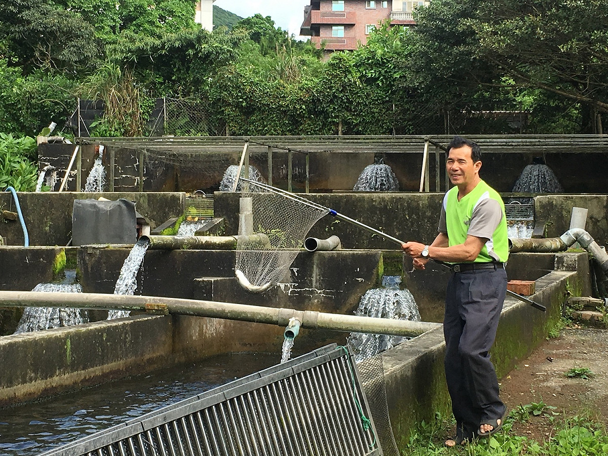新北市內110戶養殖戶在端午節前抽驗達上市體型水產品計31件，檢驗結果全數合格過關。 圖：新北市政府／提供
