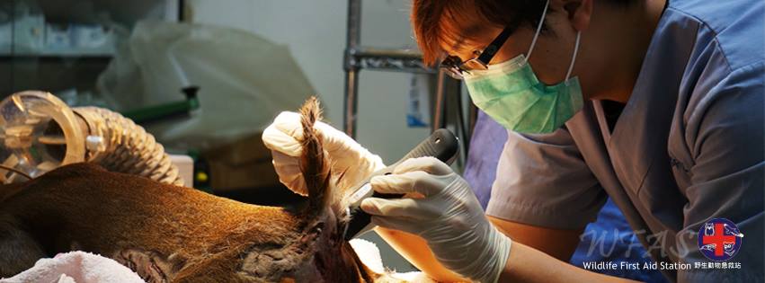 野生動物急救站的獸醫師醫療被犬咬傷之山羌。 圖：翻攝野生動物急救站臉書