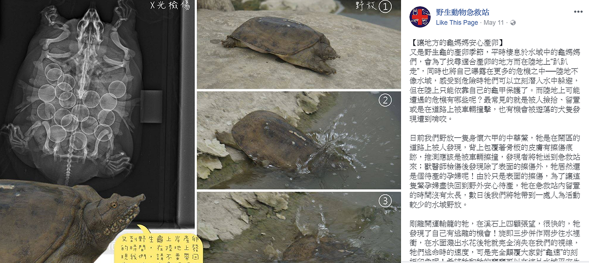 野生動物急救站積極透過臉書分享救治案例、動物大使宣導，圖為宣導大眾發現了野生龜該如何處理的貼文。 圖：翻攝野生動物急救站臉書