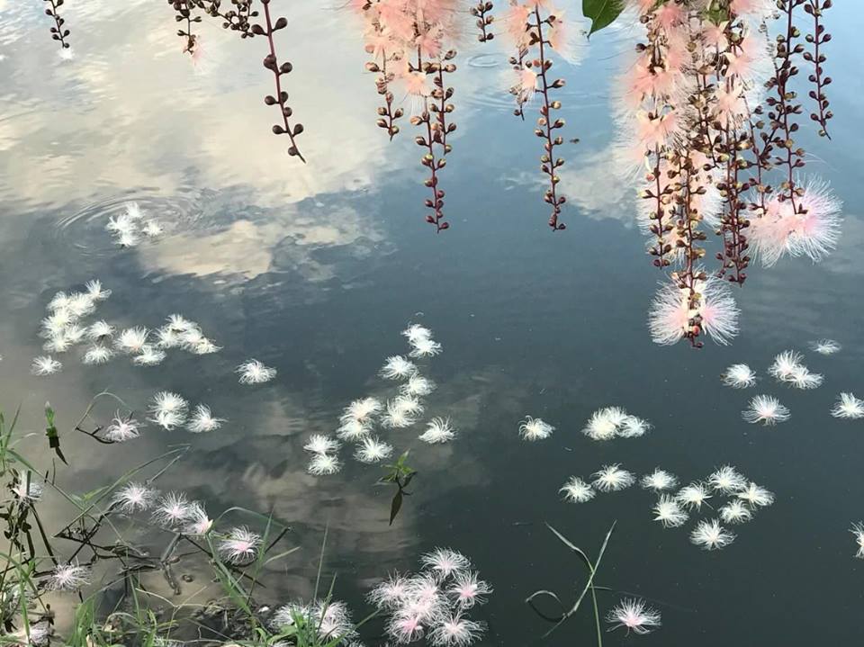 夏季花卉穗花棋盤腳，又名水茄苳，有人稱像夏夜中長在樹上的煙火，在宜蘭五結鄉的五十二甲溼地盛開！ 圖：翻攝自宜蘭勁好玩FB