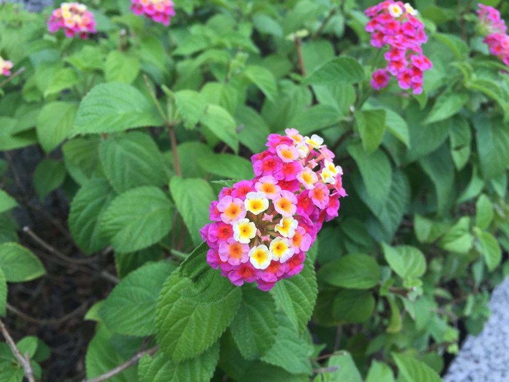 馬纓丹花色初開為黃白色，成花轉為桃紫色。 圖：台北市工務局／提供