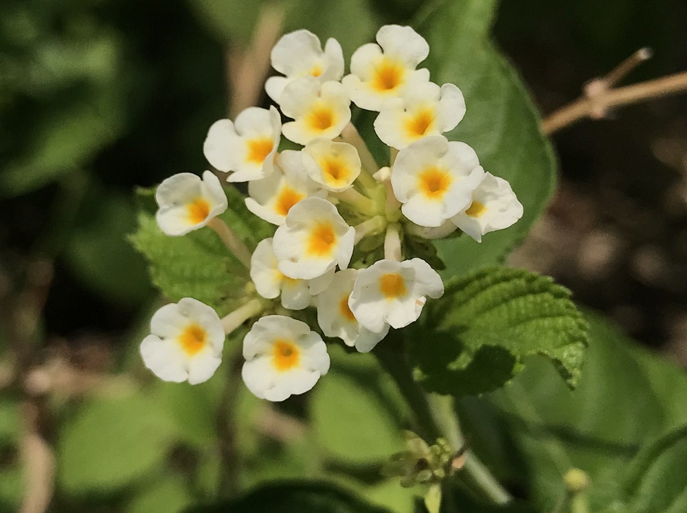 馬纓丹可愛的白色花朵。 圖：台北市工務局／提供
