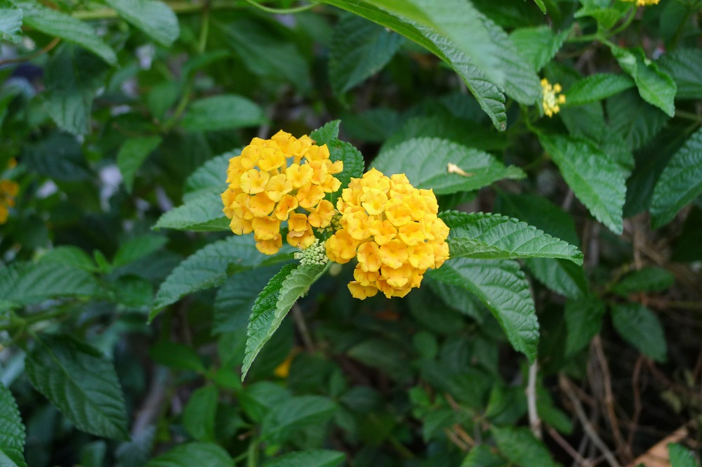黃花馬纓丹。 圖：台北市工務局／提供