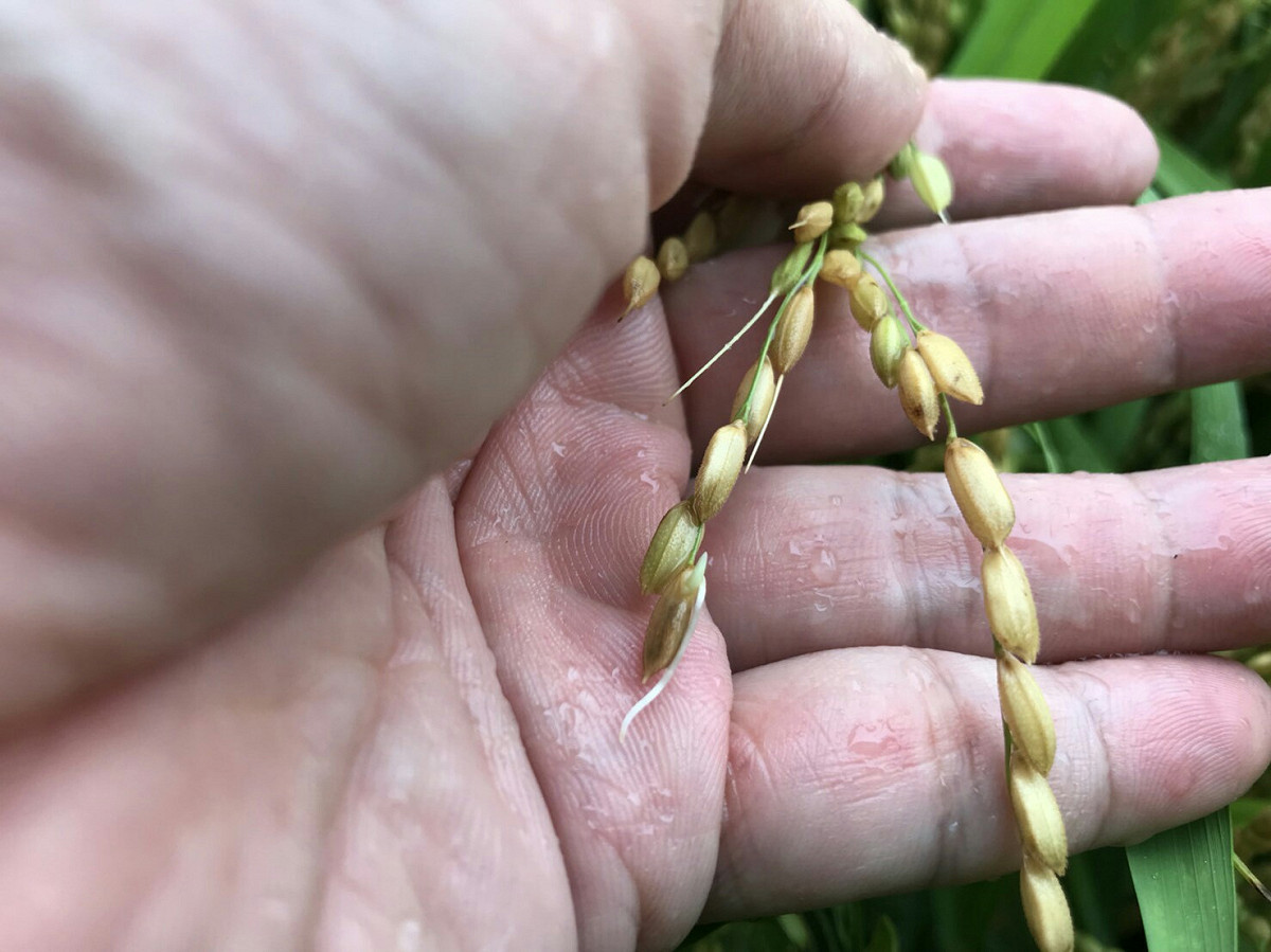 南區分署呼籲農友，切莫搶收稻作未倒伏之田區未成熟的稻穀，因為稻穀未黃熟前或雨水未乾前收穫的濕穀，會因水分含量較高折算數量，烘乾也較花錢耗時。 圖：農糧署/提供