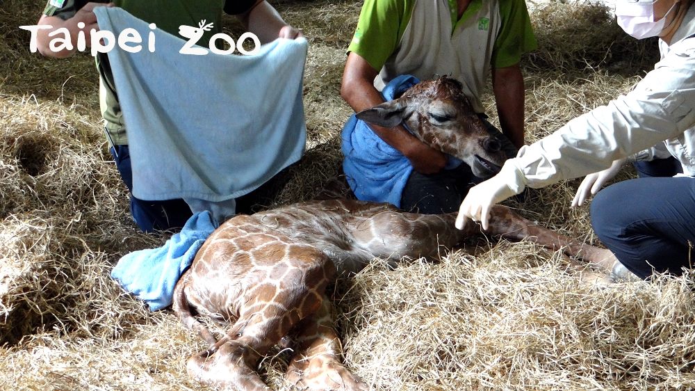 北市動物園於14日上午約10點50分左右，長頸鹿「小麥」辛苦誕下一隻雄性的寶寶，過程相當驚險。 圖：台北市動物園提供