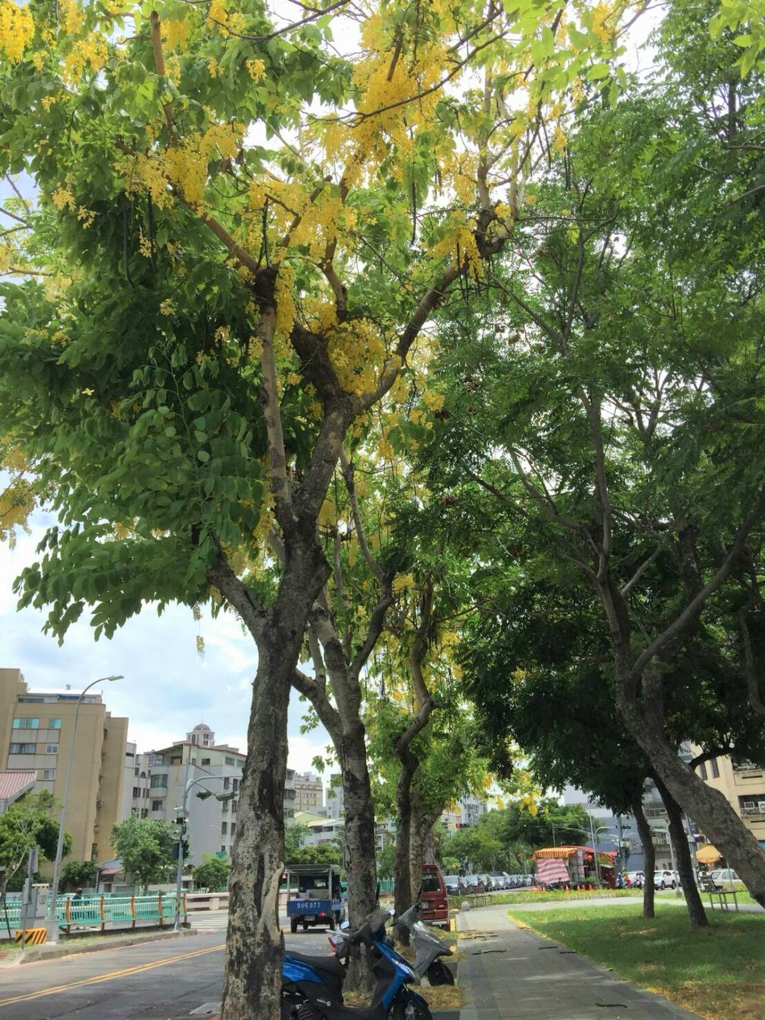 4至6月是阿勃勒、大花紫薇、藍花楹的花季。市民朋友可至南區中興大學園道、西區梅川園道欣賞阿勃勒「黃金雨」。 圖：台中市政府提供