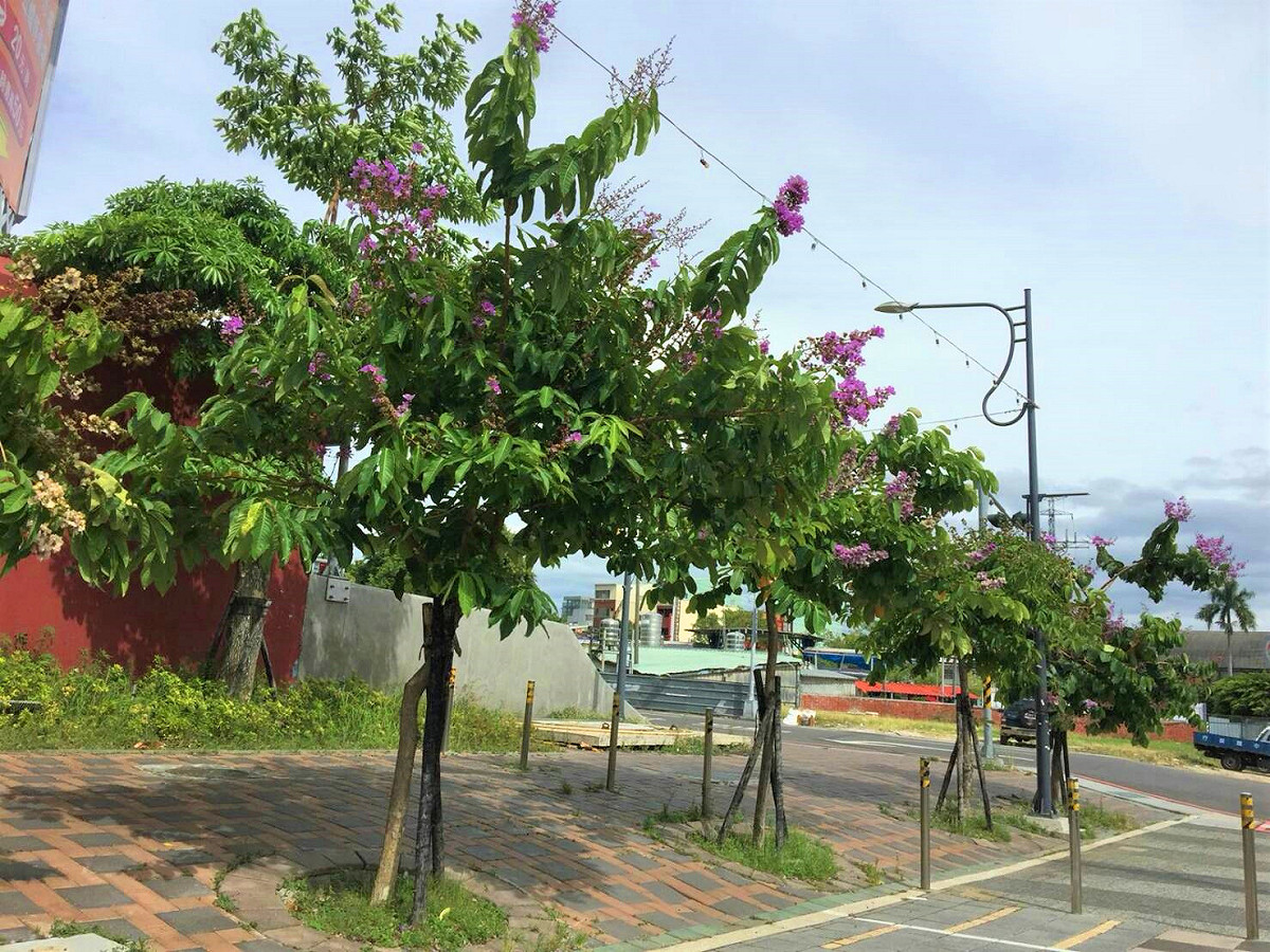 繼去年(106)台中市政府建設局公布10處市區賞花賞樹景點後，今年(107)更擴大至山、海、屯區的公園廣場、綠地園道、學校等開放空間及場所，又新增31處景點，共41處絕美賞花地點。 圖：台中市政府提供