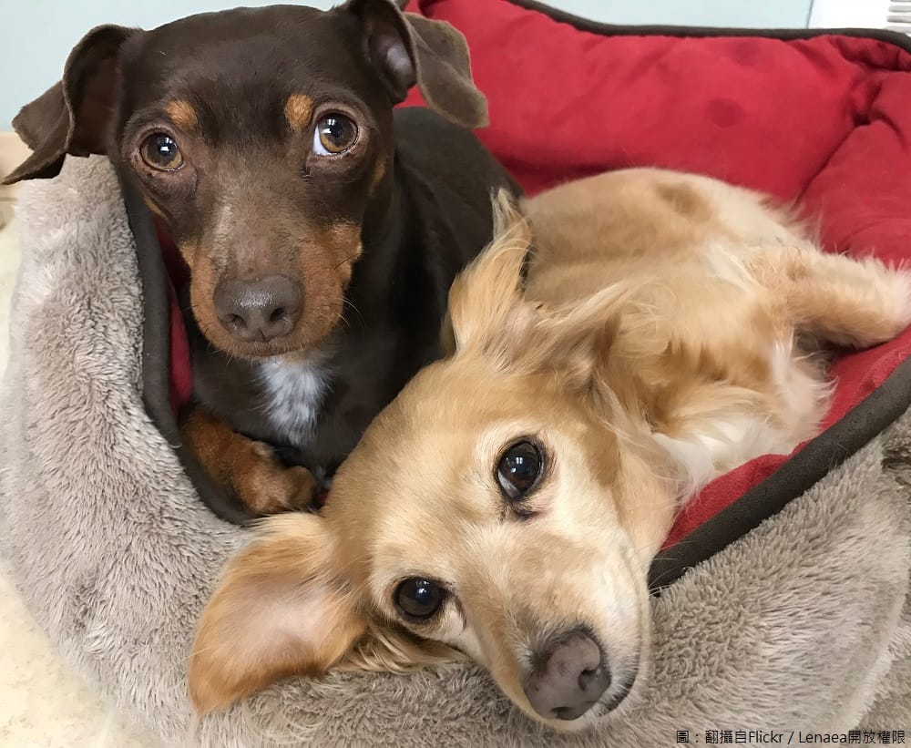 雖然台灣目前沒有成年犬貓狂犬病案例，但防疫的重要性仍然不可輕忽。 圖：翻攝自Flickr／Lenaea開放權限