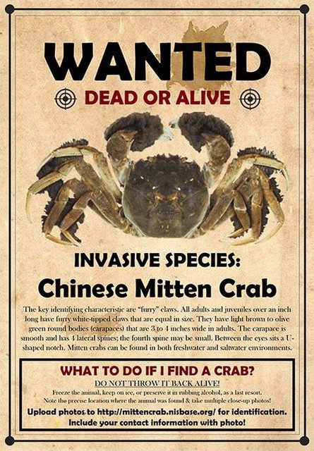 美國大閘蟹橫行，馬里蘭州發出通緝令，死活都要。 圖：翻攝Stan Yee推特