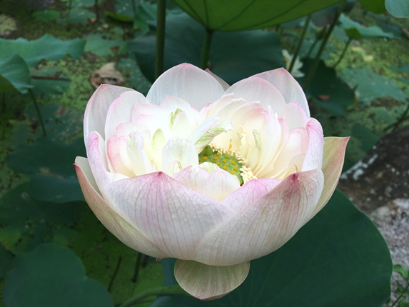 在士林國立故宮博物院旁的至德園就藏身一處古典的中國園林式造景，盎然綠蔭交織著水池盛開的荷花及睡蓮，彷彿是這城市步調的世外桃源。 圖：台北市工務局提供
