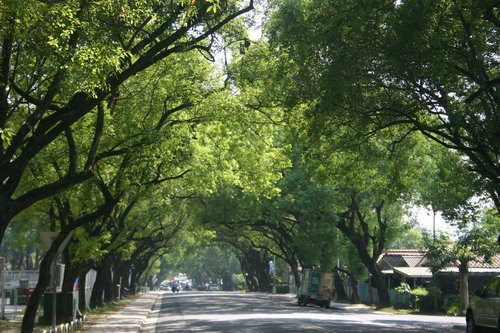 中興新村的綠色隧道。 圖/翻攝自中興新村fb