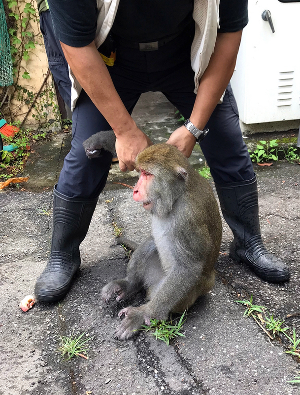台北市立動物園獼猴島上24日闖入一隻野生成年公獼猴（圖），抓傷島上母猴，由於台灣獼猴領域性強，落單公猴慘遭圍毆，在保育員和獸醫師合作下，才救出這隻公猴並送醫治療。 圖：台北市立動物園提供