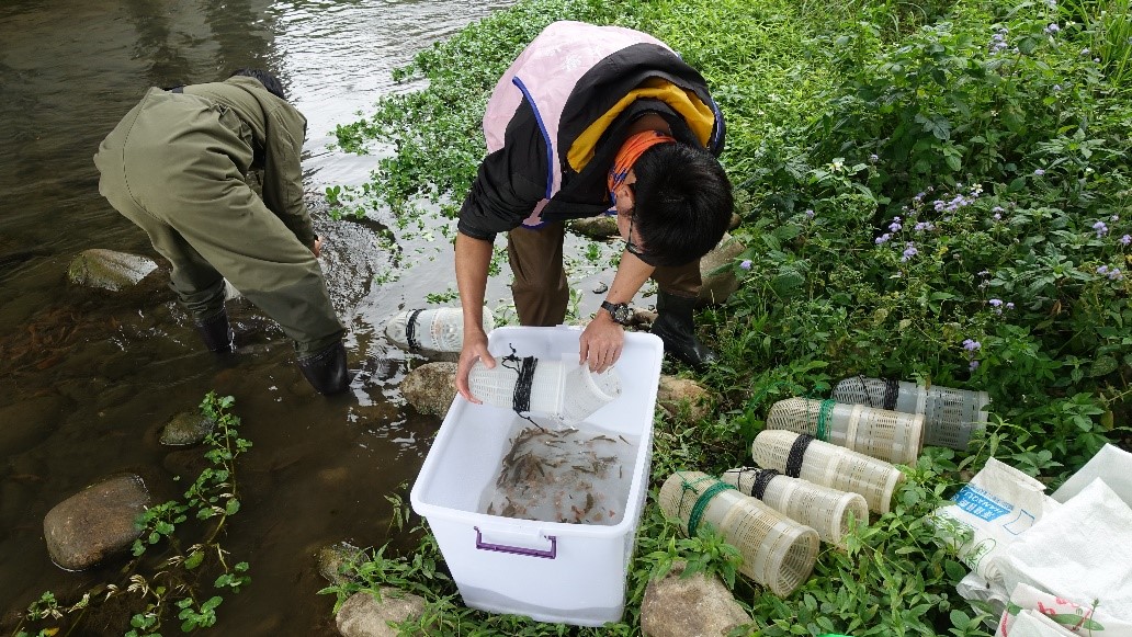 台中市水利局對食水嵙溪中的「台灣白魚」進行物種數量統計。 圖：台中市政府/提供