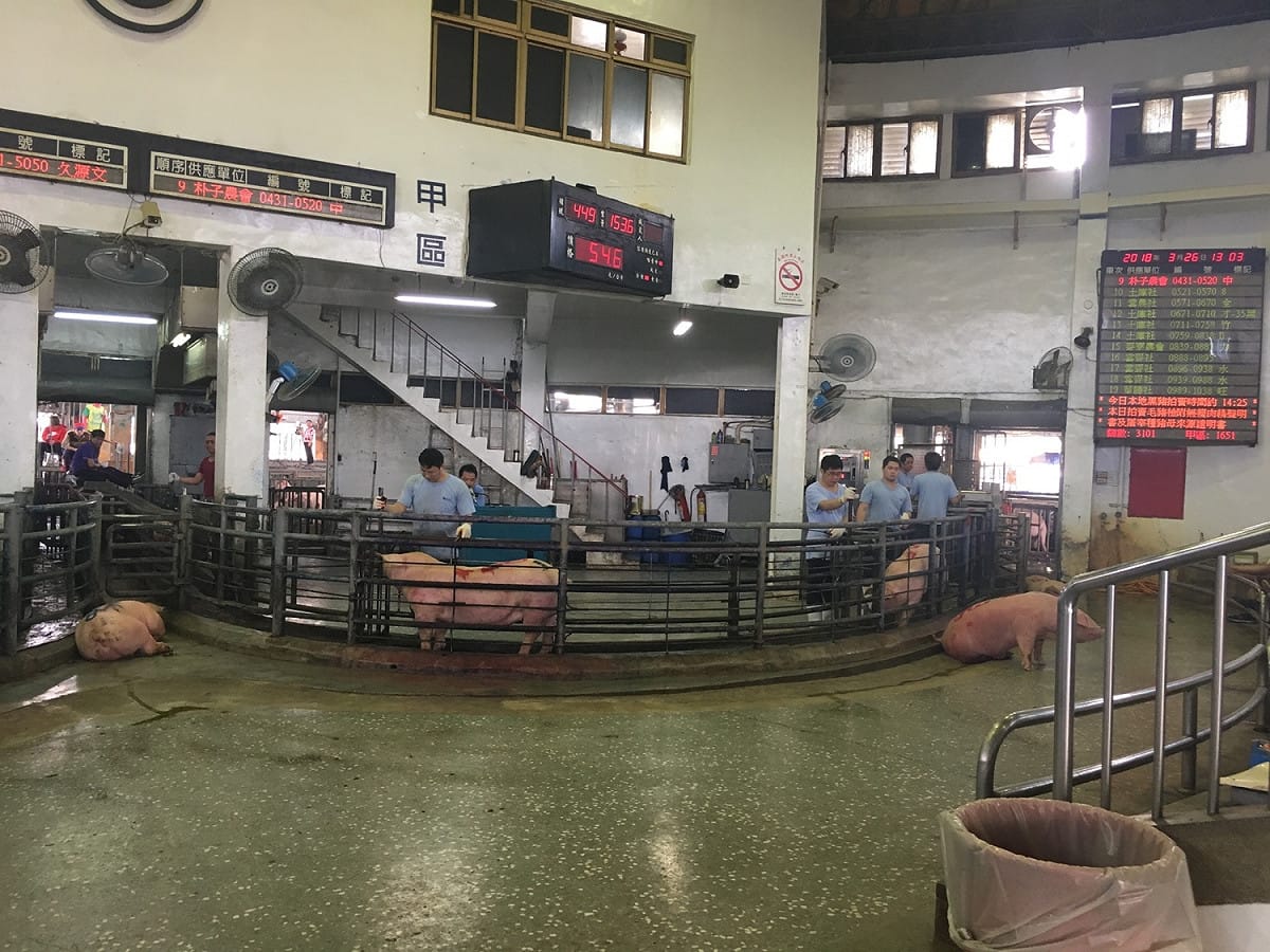 上市動物一定要繳交健康聲明書及購買證明票才可上市拍賣。 圖：新北市政府／提供